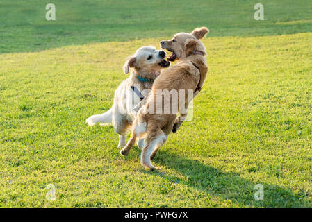 Due happy Golden Retriever Cani giocando insieme, salti e mordere ogni altro Foto Stock