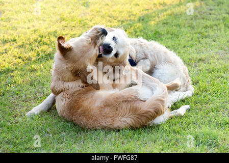 Due Golden Retriever cani aggressivi giocare insieme e mordere ogni altro, posa sul prato verde nel parco, visto da vicino da un angolo alto Foto Stock