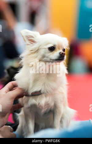 Bianco cane Chihuahua in close-up visto dalla parte anteriore, seduti contro sfocato sfondo colorato. Proprietari mano che trattiene il collare. Foto Stock