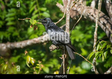 La endemica Corvo cubano (Corvus nasicus,) vicino a Playa Larga, Cuba. Foto Stock