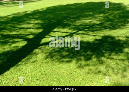 Ombra di un albero in erba verde Wales UK Foto Stock