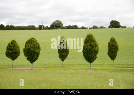 Linea di giovani alberi di carpino, strada alberata o drive vicino a Chipping Campden in Costwolds Gloucestershire in Inghilterra Foto Stock