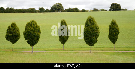 Linea di giovani alberi di carpino, strada alberata o drive vicino a Chipping Campden in Costwolds Gloucestershire in Inghilterra Foto Stock