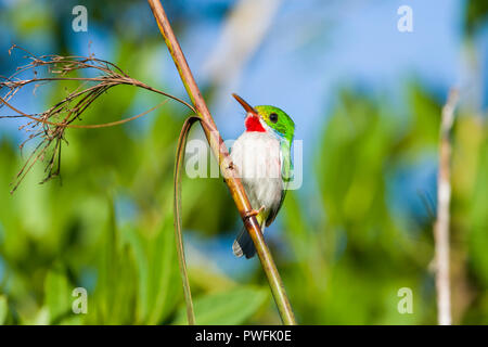 Un cubano Tody (Todus multicolor) nel cuore della palude di Zapata, vicino a Santo Tomás. Cuba. Foto Stock