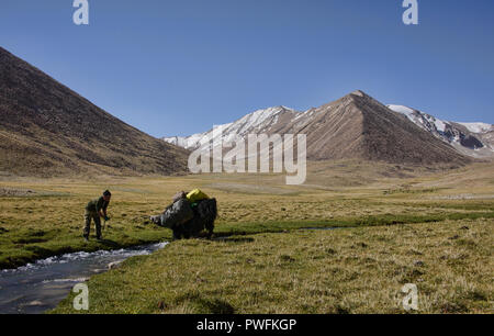 Yak Trekking al Lago Zorkul, Tagikistan Foto Stock