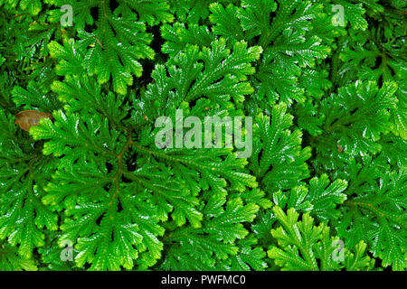 Selaginella martensii, variegata spikemoss o Martens spike MOSS, è un lycophyte nella famiglia Selaginellaceae. È originaria del Messico e cento Foto Stock