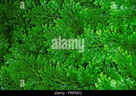 Selaginella martensii, variegata spikemoss o Martens spike MOSS, è un lycophyte nella famiglia Selaginellaceae. È originaria del Messico e cento Foto Stock