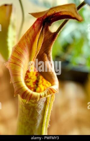 Wien, Zucht seltener Pflanzen in einer Privatwohnung, fleischfressende Kannenpflanze (Nepenthes truncata) Foto Stock