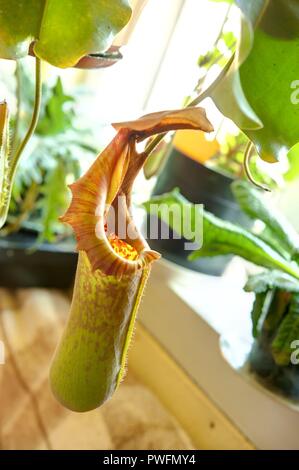 Wien, Zucht seltener Pflanzen in einer Privatwohnung, fleischfressende Kannenpflanze (Nepenthes truncata) Foto Stock