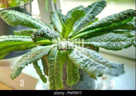 Wien, Zucht seltener Pflanzen in einer Privatwohnung, La Mandragola (Mandragora officinarum) Foto Stock