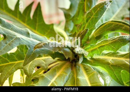 Wien, Zucht seltener Pflanzen in einer Privatwohnung, schwarzes Bilsenkraut (Hyoscyamus niger) Foto Stock