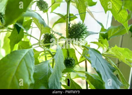 Wien, Zucht seltener Pflanzen in einer Privatwohnung, Stechapfel (Datura stramonium) Foto Stock