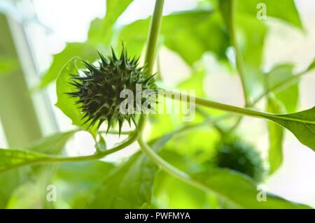 Wien, Zucht seltener Pflanzen in einer Privatwohnung, Stechapfel (Datura stramonium) Foto Stock