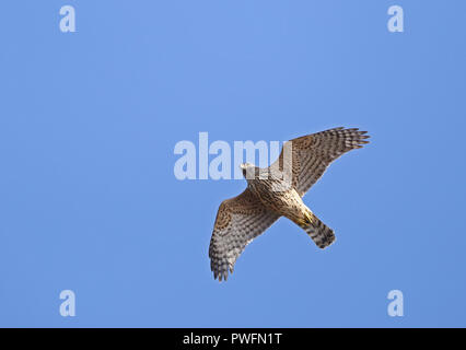 Goswak settentrionale (Accipiter gentilis), volando sotto il cielo blu Foto Stock