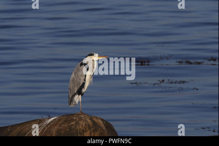 Airone cinerino (Ardea cinerea) in piedi su una gamba Foto Stock