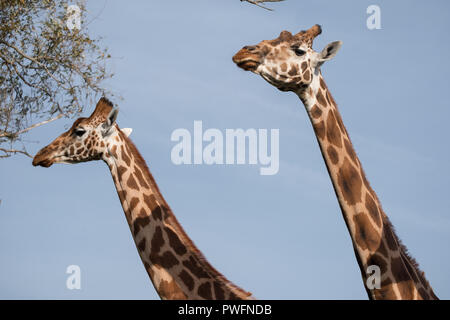 Testa e collo di due giraffe, fotografati contro il cielo blu e chiaro al Port Lympne Safari Park vicino a Ashford, Kent, Regno Unito Foto Stock