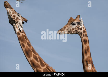 Testa e collo di due giraffe, fotografati contro il cielo blu e chiaro al Port Lympne Safari Park vicino a Ashford, Kent, Regno Unito Foto Stock