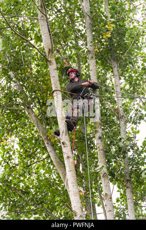 Regno Unito. Un albero chirurgo (arborist) al lavoro di abbattere un pioppo Foto Stock