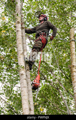 Regno Unito. Un albero chirurgo (arborist) al lavoro di abbattere un pioppo Foto Stock