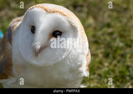 Bella bianco e marrone chiaro Barbagianni ritratto. Foto Stock