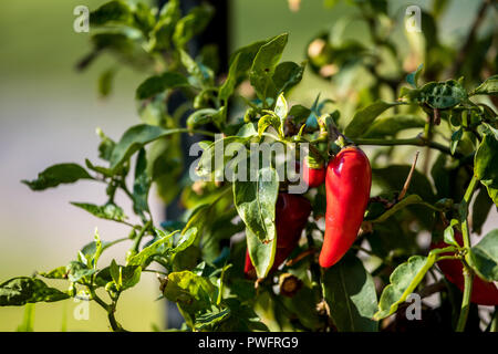 Red Pepper Plant in giardino. Foto Stock