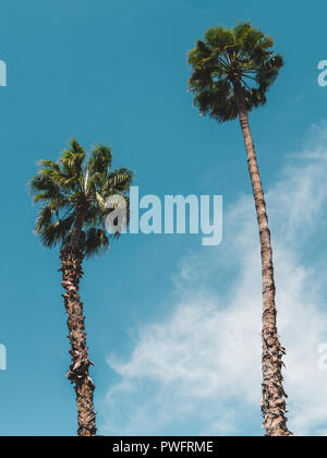 Due Alberi di Palma contro il cielo blu, girato dal di sotto, nuvoloso Foto Stock
