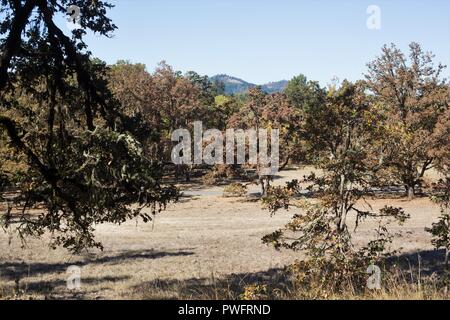 Una quercia savana a Mount Pisgah Arboretum di Eugene, Oregon, Stati Uniti d'America. Foto Stock