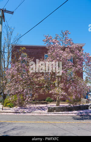 Vivid rosa fiori di ciliegio su Main Street corner nel New England town Foto Stock