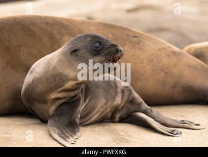 Baby Sea Lion Pup sulla spiaggia rocciosa Foto Stock