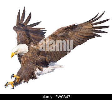 Aquila calva volare atterraggio disegnare a mano su sfondo bianco illustrazione. Foto Stock