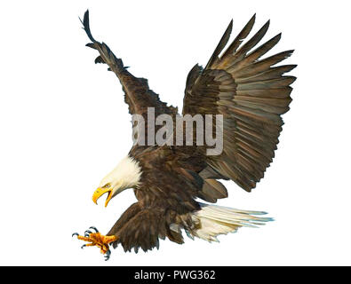 Aquila calva volare atterraggio disegnare a mano su sfondo bianco illustrazione. Foto Stock