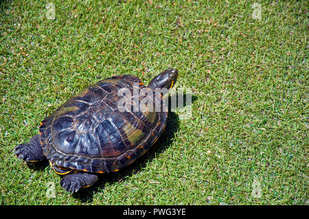 Tartaruga scuro nell'erba verde, lato sinistro, estate Foto Stock