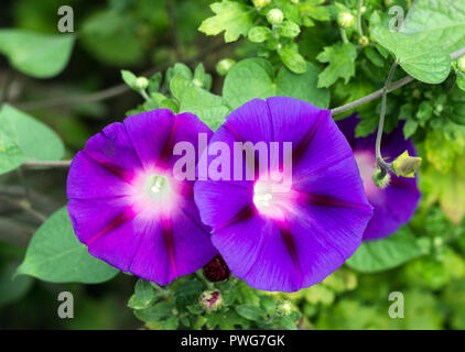 Due splendidi fiori di mattina-gloria, close-up, ipomoea Foto Stock