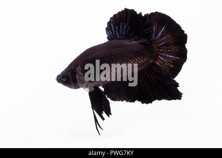 Nero betta Half moon pesci Foto Stock