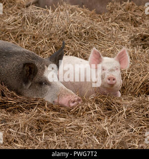 Poco fortunato maiale dentellare giacente sulla paglia con un marrone altri suini Foto Stock