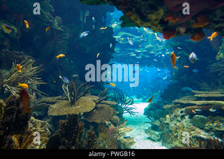 Il mare fantastico mondo subacqueo ha montrato nel serbatoio principale dell'Oceanarium di Lisbona. Il Portogallo. Foto Stock