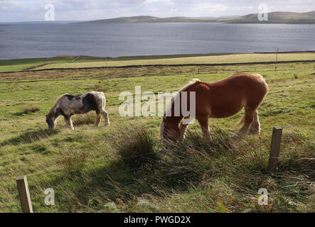 Due belle Clydesdale cavalli pascolano in un prato verde che degrada verso la riva del suono Eynhallow sull isola Rousay, isole Orcadi, Scozia. Foto Stock