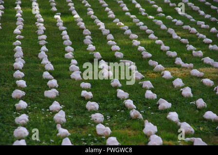 Schermi della Somme presso la Cattedrale di Salisbury Foto Stock