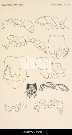 Bollettino del museo di zoologia comparativa a Harvard College (piastra 3) Foto Stock