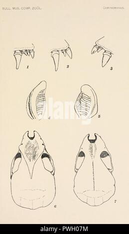 Bollettino del museo di zoologia comparativa a Harvard College Foto Stock