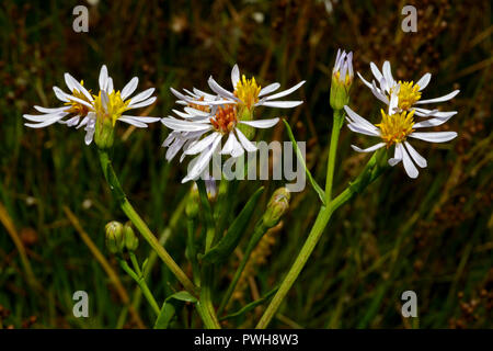 Aster tripolium (mare aster) è una breve durata di erbe perenni di ungrazed o leggermente pascolato sale-paludi. Essa ha un clima temperato distribuzione eurasiatica. Foto Stock