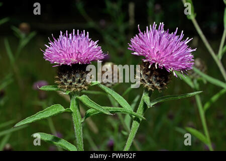 La Centaurea nigra (fiordaliso minore) è un'erba perenne nativa per l'Europa dove si trova in prati e altri habitat prativi. Foto Stock