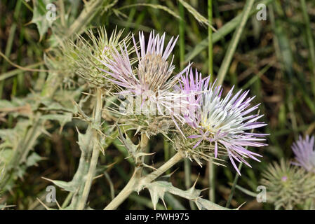 Galactites tomentosa (viola cardo) è un'erba biennale di solito si trova sulla nuda terra o i pascoli. È nativo per i paesi del Mediterraneo. Foto Stock