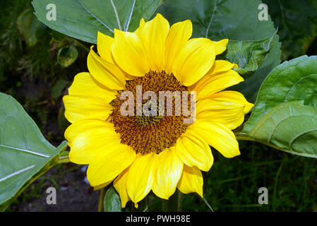 Helianthus annuus (comune girasole) nativa per il SW USA è ora coltivato per il suo olio commestibile. La pianta selvatici ha probabilmente estinte. Foto Stock