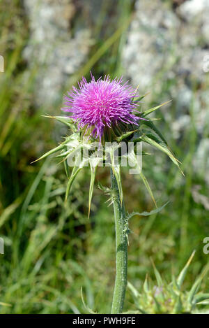 Silybum marianum (cardo) era nativa per l'Europa meridionale e in Asia. è ora trovato in tutto il mondo e considerata invasiva. Foto Stock