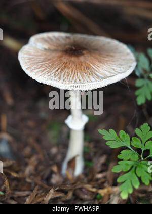 Lepiota rubrotinctoides fungo primo piano Foto Stock