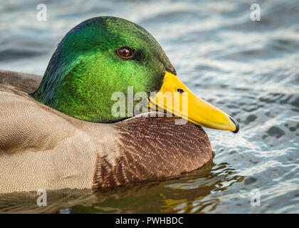 Mallard drake che mostra la sua gloriosa testa colorati. Foto Stock