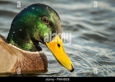 Mallard drake che mostra la sua gloriosa testa colorati. Foto Stock