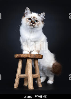 Eccellente tabby point sacro Birman gattino in piedi dietro e con zampe anteriori su uno sgabello in legno, guardando dritto in telecamera con sognante occhi blu io Foto Stock