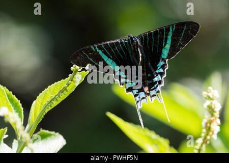 Un verde nastrare Urania Moth sull'Nero pianta di salvia. Foto Stock